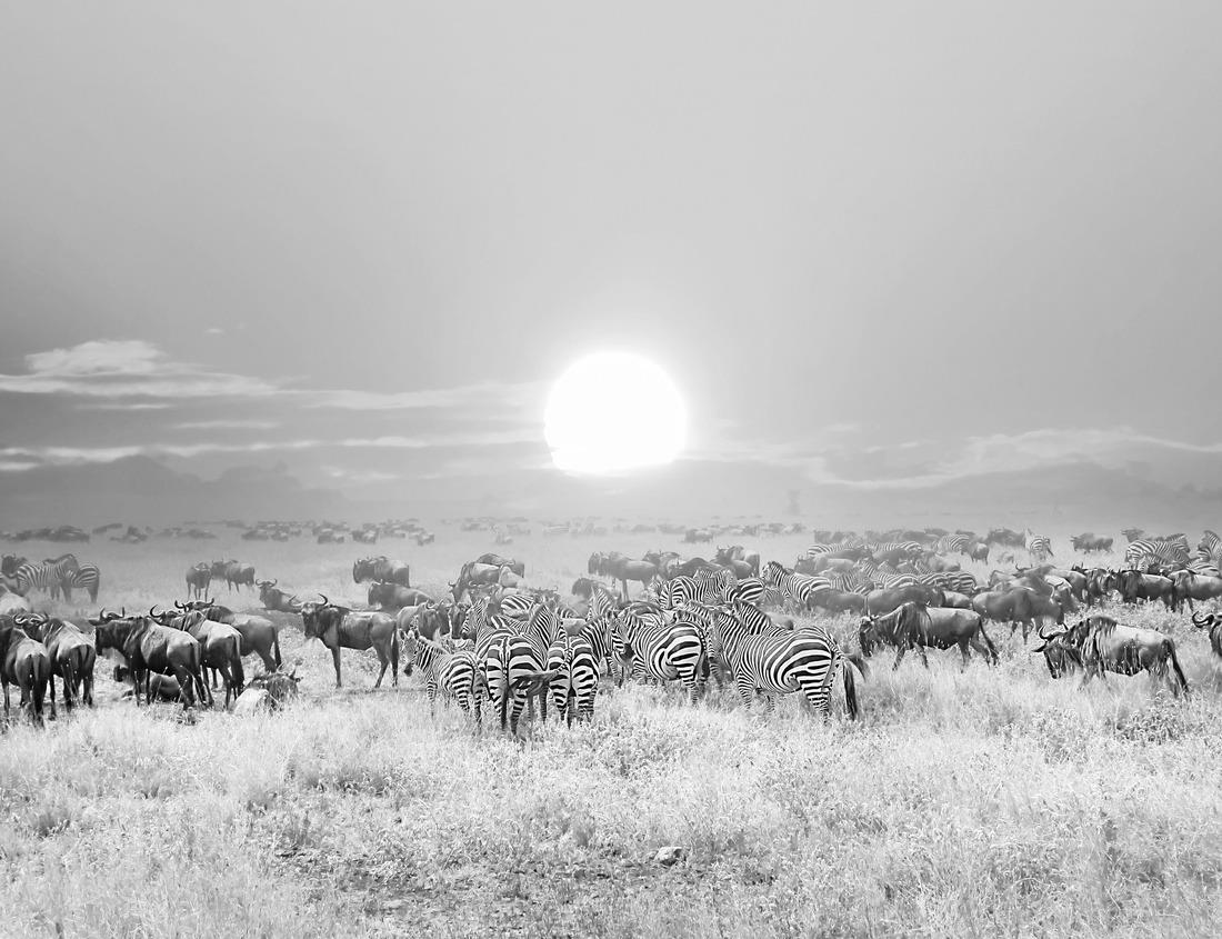 Noah Jigsaw Puzzle Downtown Augusta, Georgia, USA Skyline in black white 1000 pieces