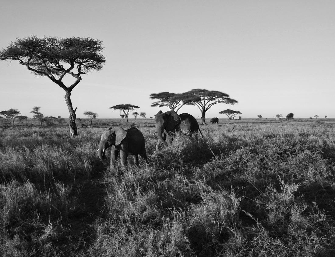 Noah Jigsaw Puzzle Ancient Sinagua Ruins at Tuzigoot National Monument in black white 1000 pieces