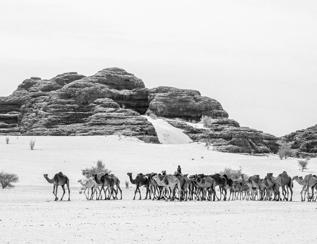 Noah Jigsaw Puzzle Las Vegas, Nevada, USA skyline over the strip at dusk in black white 1000 pieces