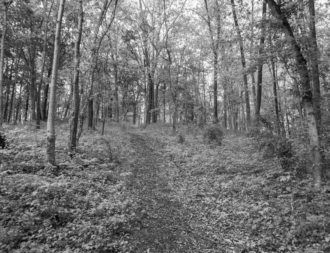 Noah Jigsaw Puzzle Chelmsford historic town center including the Town Common and Central Square aerial view in spring, Chelmsford, Massachusetts, MA in black white 1000 pieces