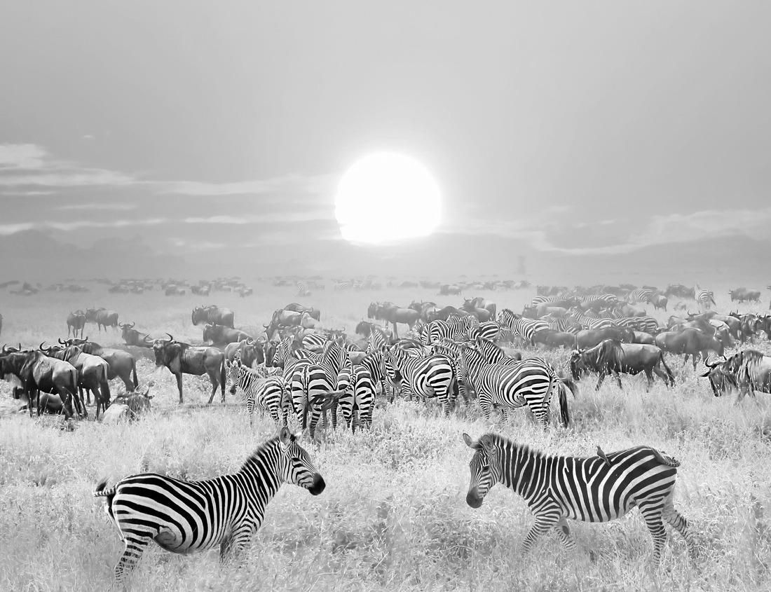 Noah Jigsaw Puzzle Colorado National Monument, Grand Junction, Colorado in black white 1000 pieces