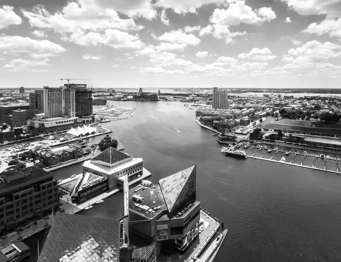 Noah Jigsaw Puzzle Buffaloes in Monte-Riding National Park in Manitoba, Canada in black white 1000 pieces