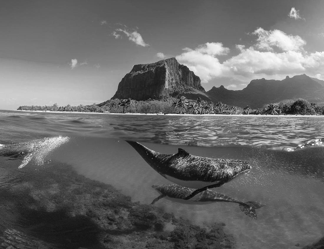 Noah Jigsaw Puzzle Manchester downtown building including City Hall Plaza and Brady Sullivan Plaza with Merrimack River at the background panorama aerial view, Manchester, New Hampshire, NH, USA in black white 1000 pieces
