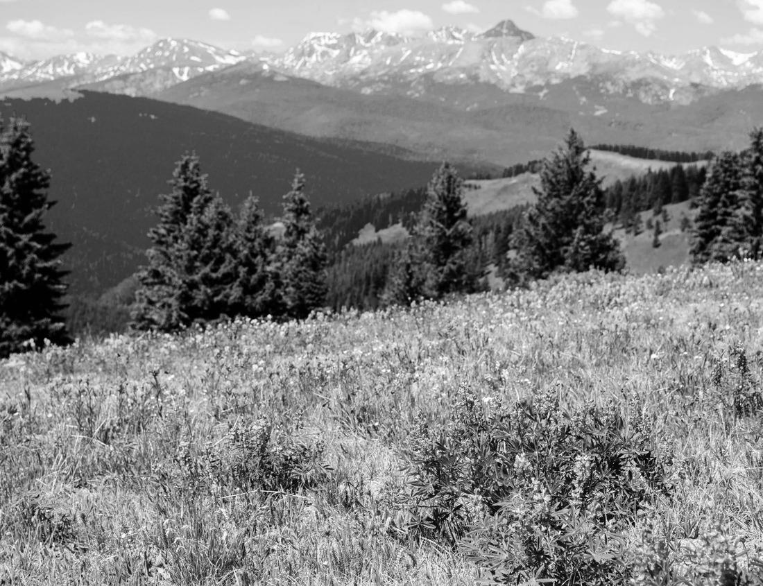 Noah Jigsaw Puzzle Government Palace of Nuevo León, Neoclassical style building, in Monterrey, Mexico in black white 1000 pieces