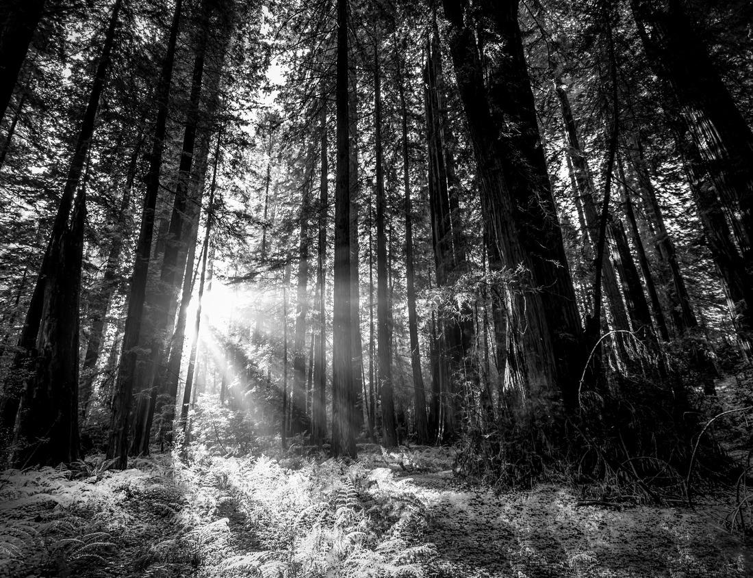 Noah Jigsaw Puzzle City skyline view over the Allegheny River and Roberto Clemente Bridge in downtown Pittsburgh Pennsylvania USA in black white 1000 pieces
