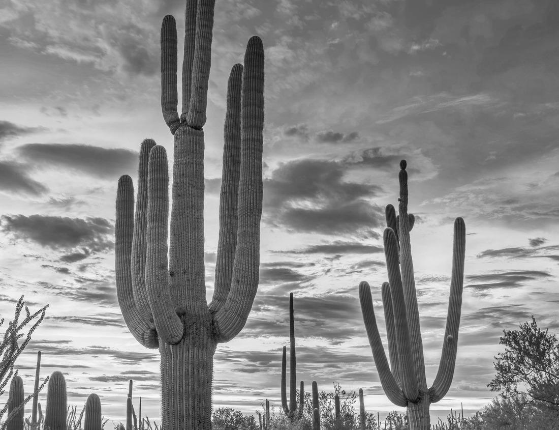 Noah Jigsaw Puzzle Cacti in the foreground at sunset in Saguaro National Park West, Arizona, against a colorful evening sky. in black white 1000 pieces