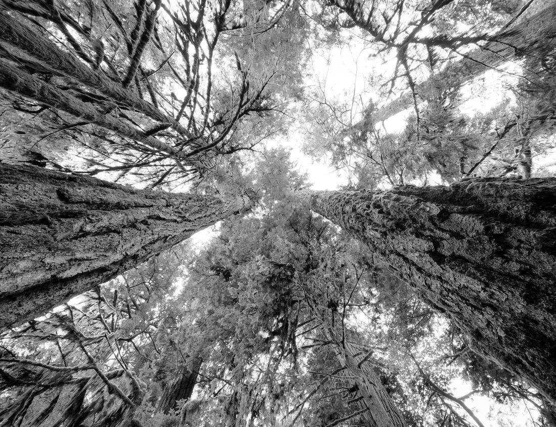 Noah Jigsaw Puzzle Camping on top of Mt Kilimanjaro in tents to see the glaciers in Tanzania, Africa Orange tents on the way to Uhuru Peak in black white 1000 pieces