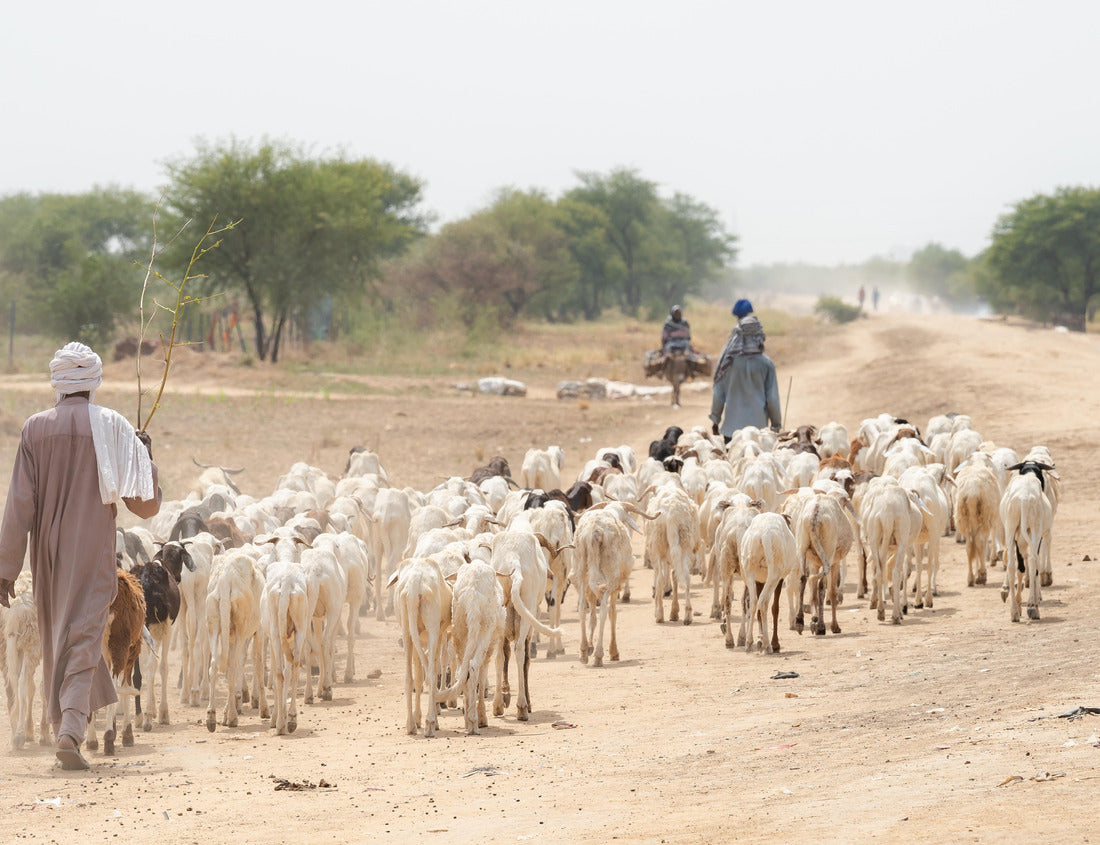 Noah Jigsaw Puzzle Flock of sheep traveling with flock of sheep in village in desert landscape. Chhad N'Djamena, in the Sahel desert and Sahara. Hot weather in desert climate at Chari River, Chad 1000 pieces