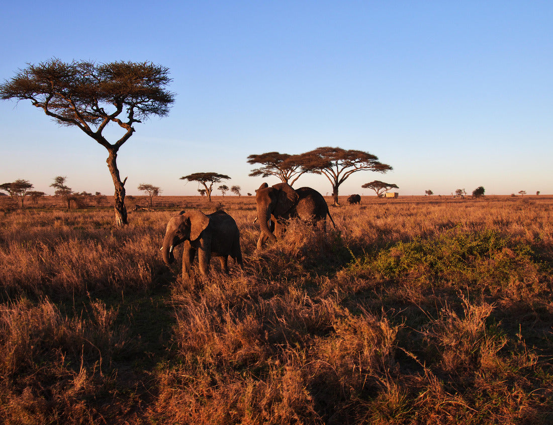 Noah Jigsaw Puzzle Elephant on savanna in Kenia and Tanzania, Africa 1000 pieces