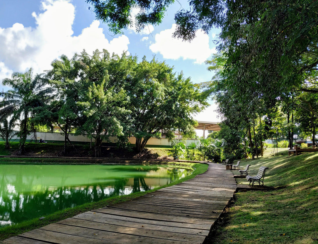 Noah Jigsaw Puzzle Beautiful park of Ariquemes Rondonia 1000 pieces