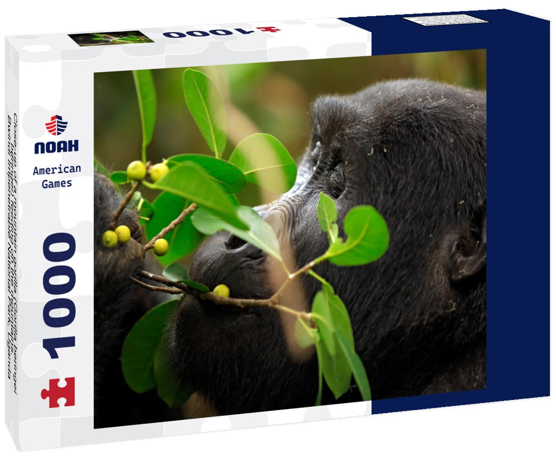 Noah Jigsaw Puzzle Close-up of a mountain gorilla (Gorilla beringei beringei) feeding on the mountains. Bwindi Impenetrable National Park, Uganda 1000 pieces