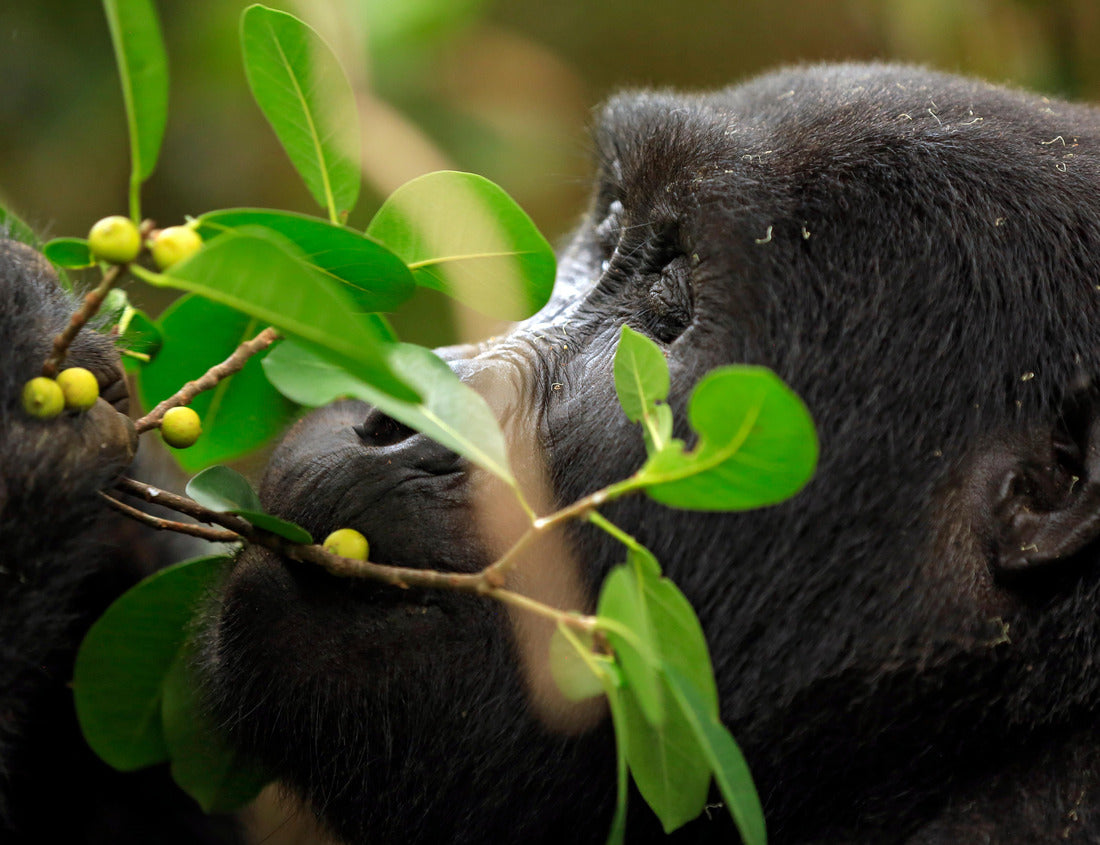 Noah Jigsaw Puzzle Close-up of a mountain gorilla (Gorilla beringei beringei) feeding on the mountains. Bwindi Impenetrable National Park, Uganda 1000 pieces
