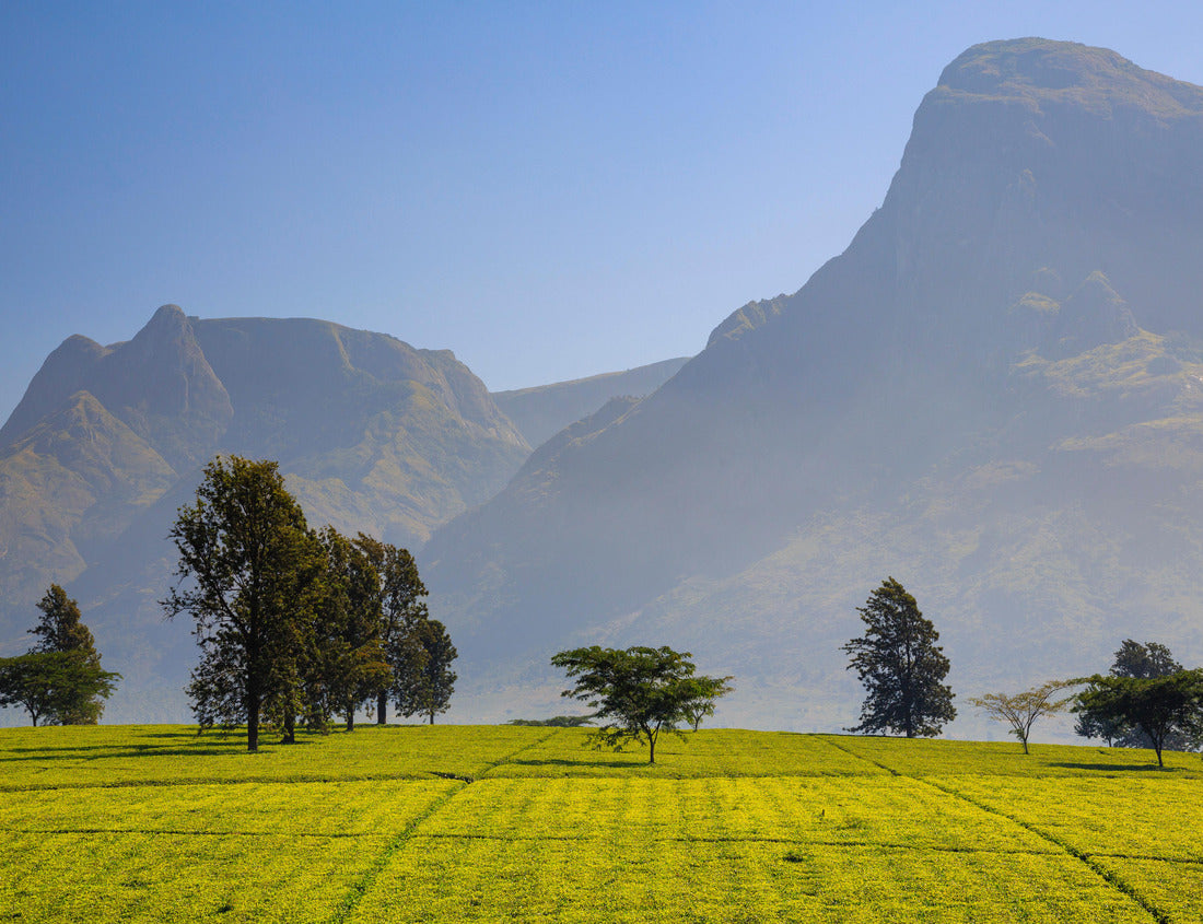 Noah Jigsaw Puzzle Mulanje Massif (mountain) in Malawi 1000 pieces