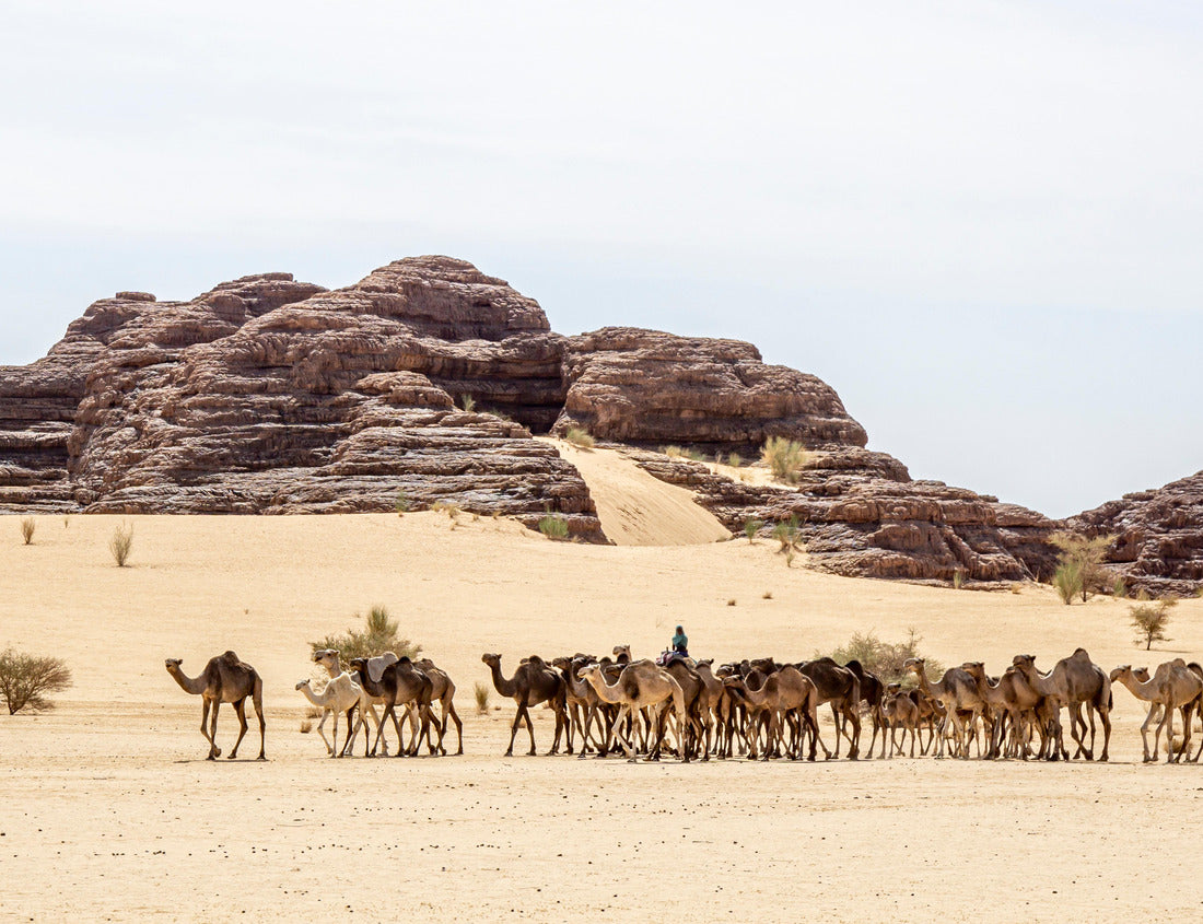 Noah Jigsaw Puzzle Camel caravan in the Sahara Desert, Chad, Africa 1000 pieces