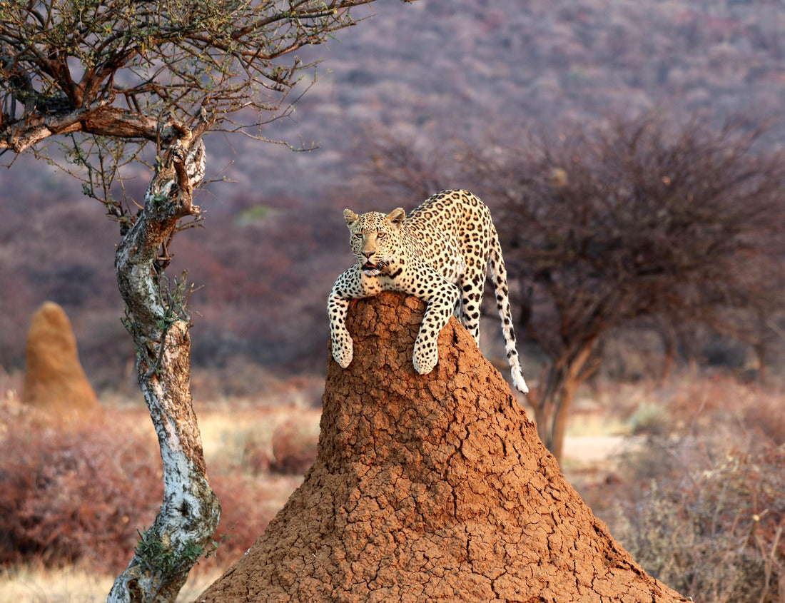 Noah Jigsaw Puzzle Leopard on a termite hill - Namibia Africa 1000 pieces
