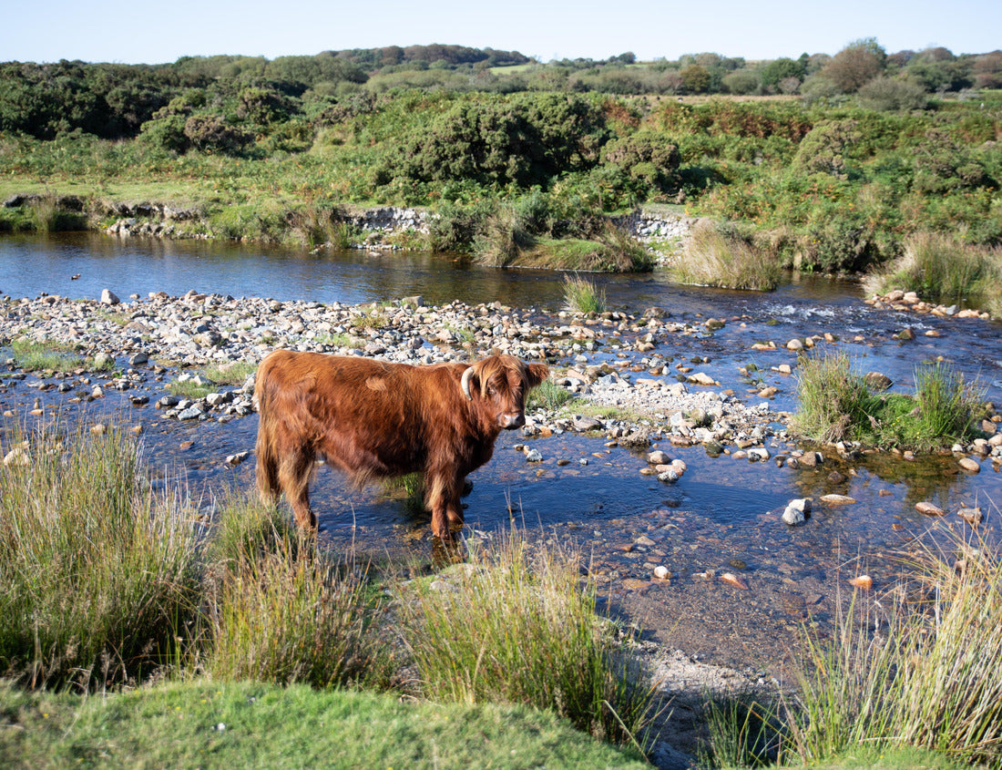 Noah Jigsaw Puzzle Buffalo in the River at Cadover bridge, Devon, England on a summers day 1000 pieces
