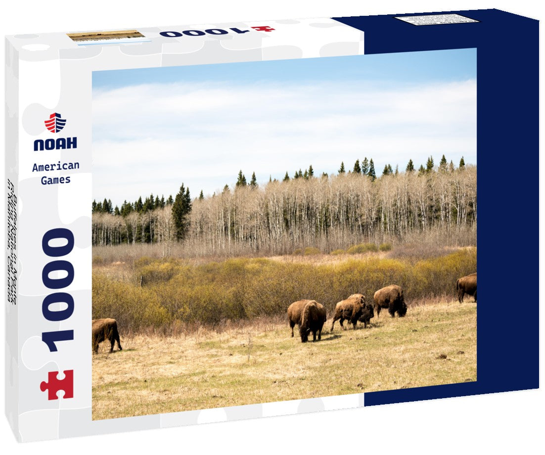 Noah Jigsaw Puzzle Buffaloes in Monte-Riding National Park in Manitoba, Canada 1000 pieces
