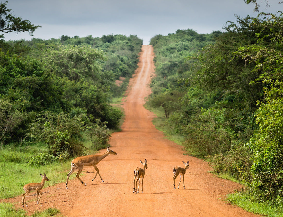 Noah Jigsaw Puzzle Antelopes crossing a path in Lake Mburo National Park, Uganda 1000 pieces