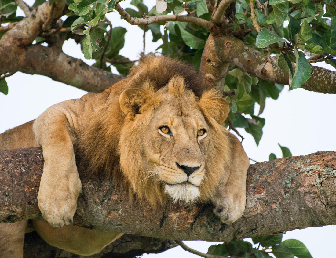 Noah Jigsaw Puzzle Famous male trees climbing Lion King relaxing and sleeping in Ishasha Secotor, Queen Elizabeth National Park, Uganda, Africa 1000 pieces