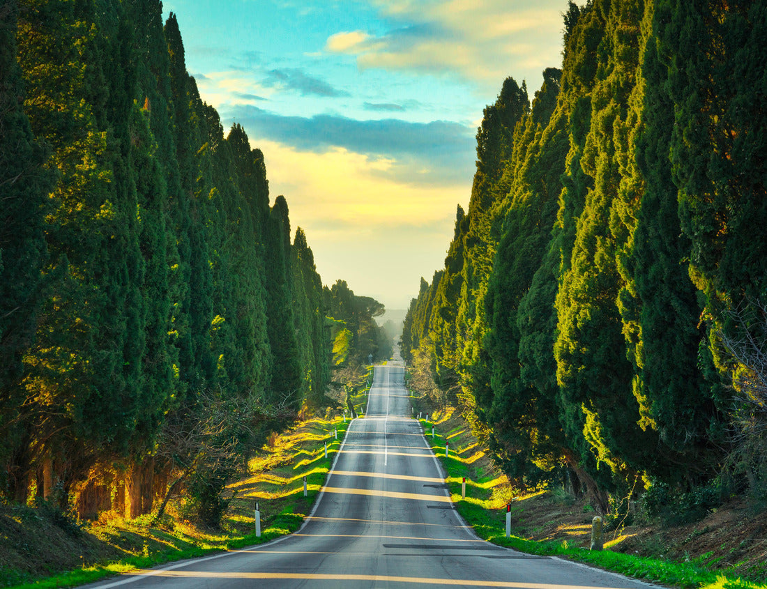 Noah Jigsaw Puzzle Bolgheri famous cypress trees straight ahead boulevard landscape. Maremma emblem, Tuscany, Italy 1000 pieces