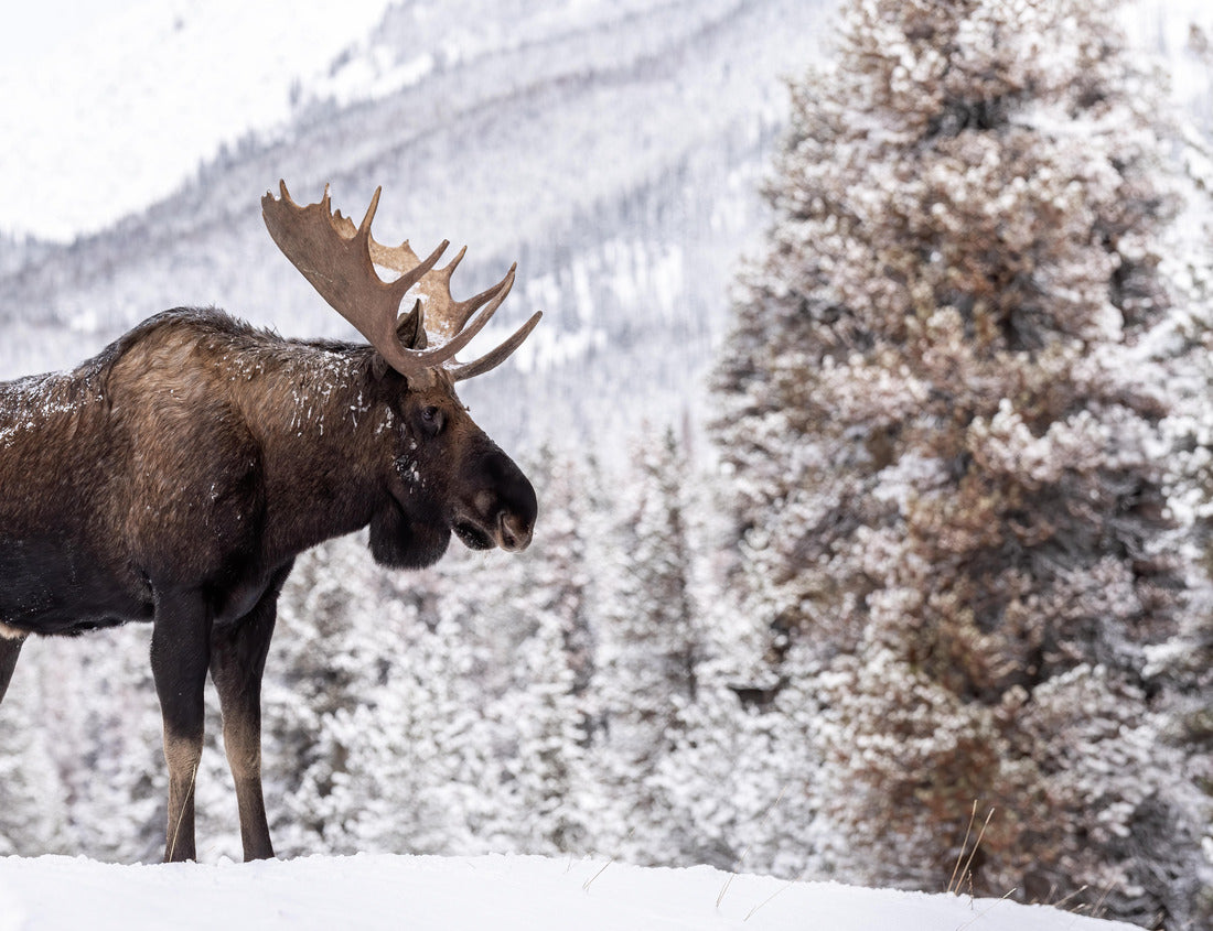 Noah Jigsaw Puzzle A moose in snow in Jasper Canada 1000 pieces