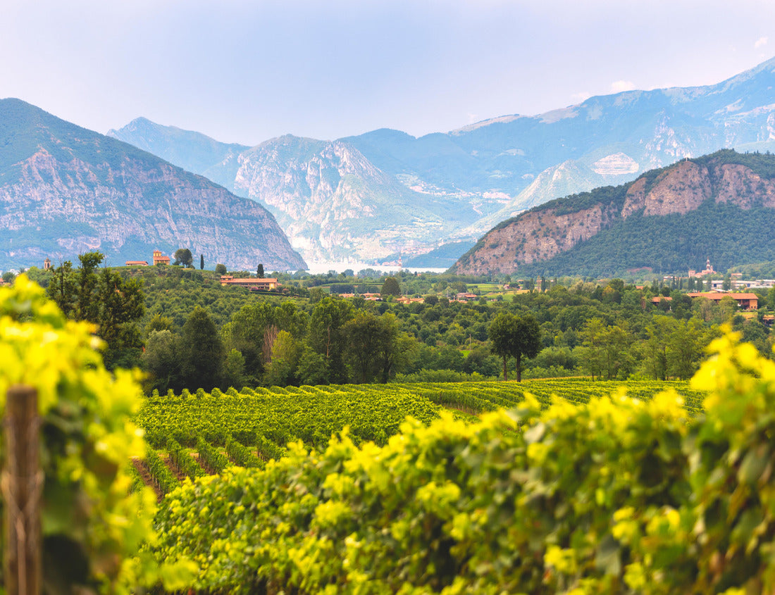 Noah Jigsaw Puzzle Franciacorta vineyards in the province of Brescia, Italy, Europe, Lombardy district 1000 pieces