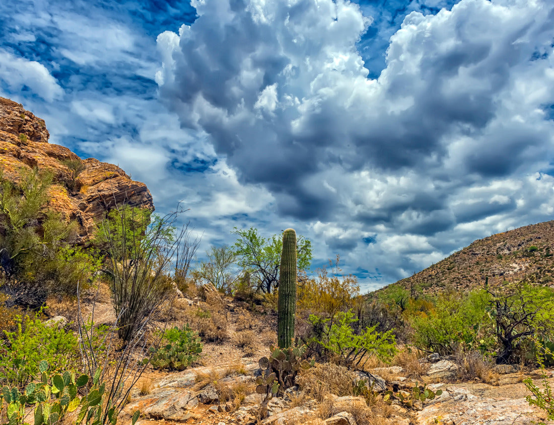Noah Jigsaw Puzzle desert landscape in Saguaro National Park 1000 pieces