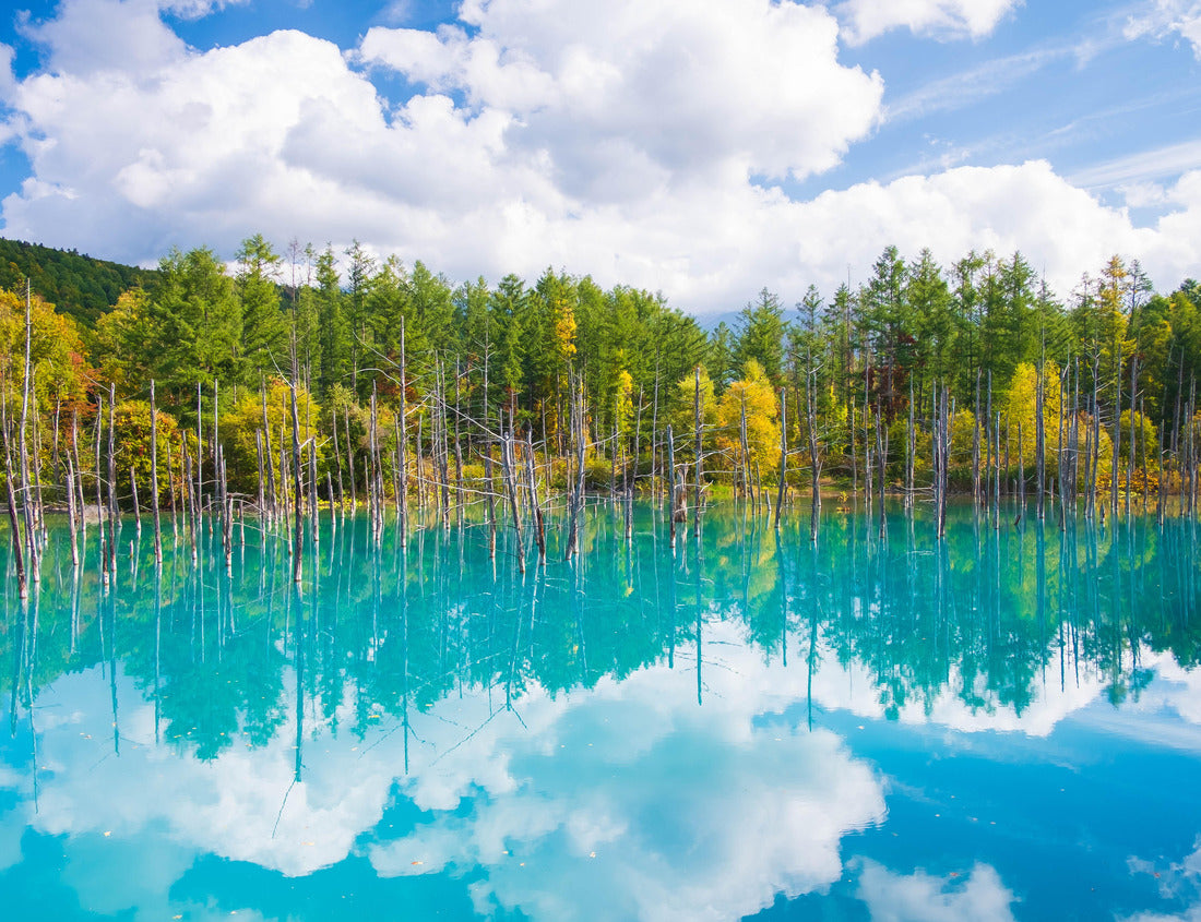 Noah Jigsaw Puzzle Beautiful early fall view of Shirogane blue pond or Aoike in Biei city in Hokkaido, Japan 1000 pieces