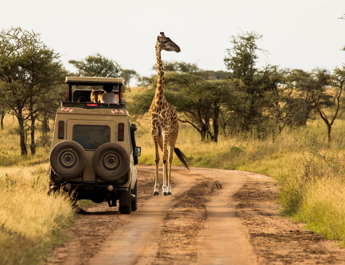 Noah Jigsaw Puzzle Giraffe with trees in the background at sunset, Serengeti National Park, Tanzania 1000 pieces