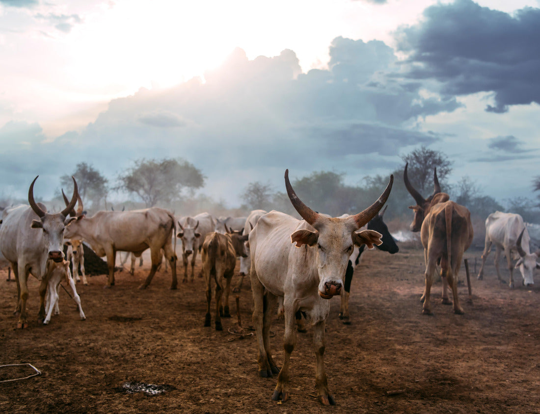Noah Jigsaw Puzzle Herd of white Ankole Watusi cows grazing on the tribal pasture of Mundari, against cloudy sunset sky in South Sudan, Africa 1000 pieces