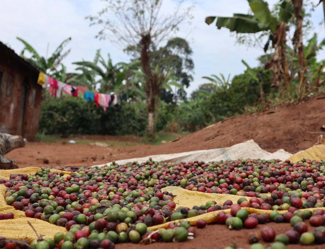 Noah Jigsaw Puzzle Coffee beans in African village, Uganda 1000 pieces