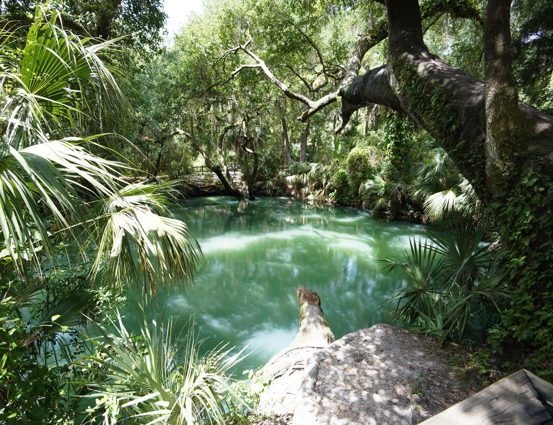 Noah Jigsaw Puzzle Deltona, Florida/USA: The park of the green springs is embedded in nature with green spring water 1000 pieces