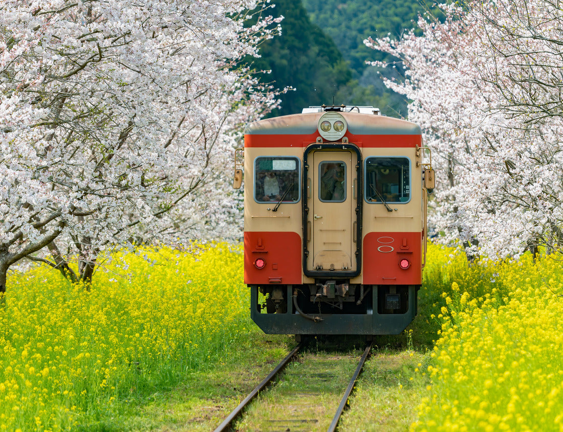 Noah Jigsaw Puzzle landscape of trains and cherry blossoms and canola flowers in Chiba Prefecture, Japan 1000 pieces