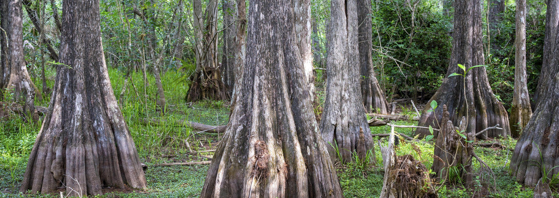 Noah Jigsaw Puzzle Big Cypress National Preserve Florida panorama 1000 pieces