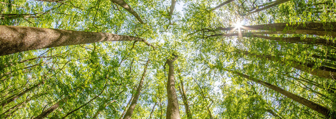 Noah Jigsaw Puzzle Cypress forest and swamp of Congaree National Park in South Carolina panorama 1000 pieces