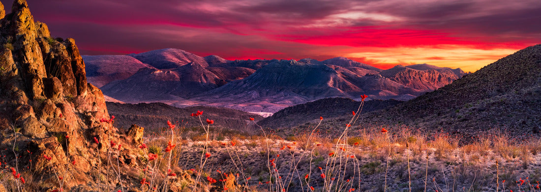 Noah Jigsaw Puzzle Breathtaking sunset in Big Bend National Park with bright orange ocotillo flowers in the foreground panorama 1000 pieces