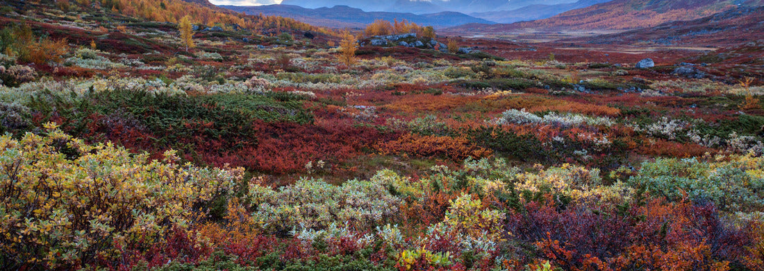 Noah Jigsaw Puzzle Autumn festival in northern Sweden panorama 1000 pieces