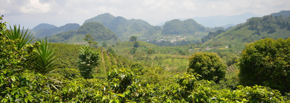 Noah Jigsaw Puzzle Coffee plantations in the highlands of western Honduras. Central America Panorama 1000 Pieces