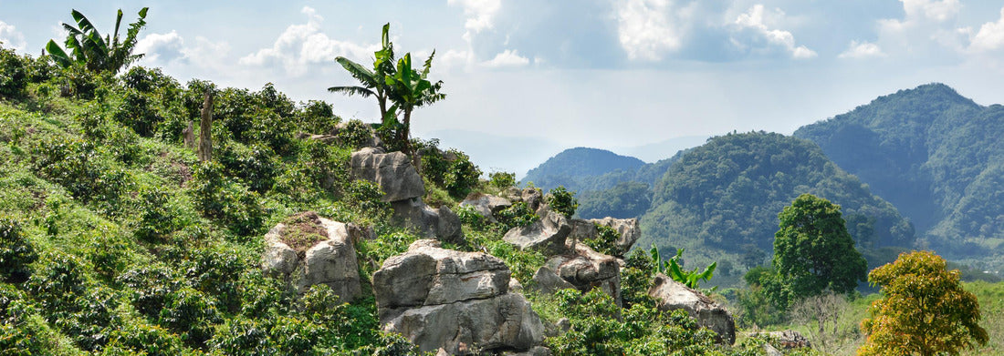 Noah Jigsaw Puzzle Coffee plantations in the highlands of western Honduras Panorama 1000 Pieces