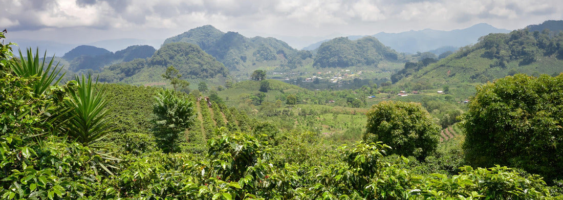 Noah Jigsaw Puzzle Coffee plantations in the highlands of western Honduras with fruit ripe for harvesting Panorama 1000 Pieces