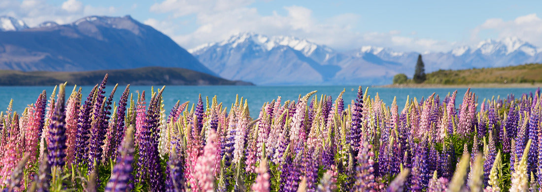Noah Jigsaw Puzzle Beautiful lupine blossom in Lake Tekapo, New Zealand Panorama 1000 Pieces