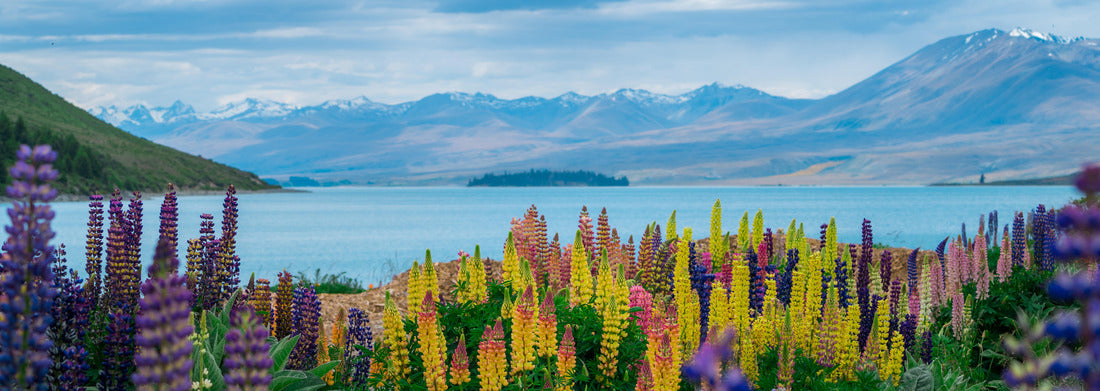 Noah Jigsaw Puzzle Landscape at Lake Tekapo Lupin field in New Zealand Panorama 1000 Pieces