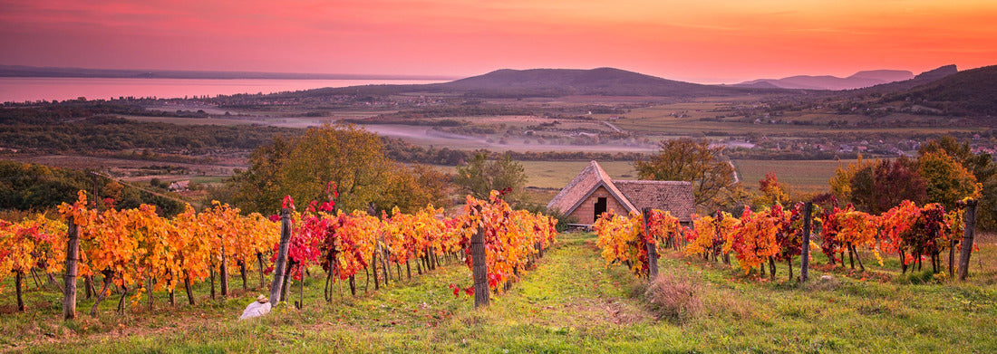 Noah Jigsaw Puzzle Colorful sunset over vineyards on Lake Balaton, Hungary Panorama 1000 Pieces