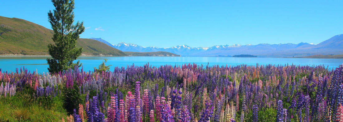 Noah Jigsaw Puzzle Colorful lupine flowers and alpine lake in New Zealand Panorama 1000 Pieces