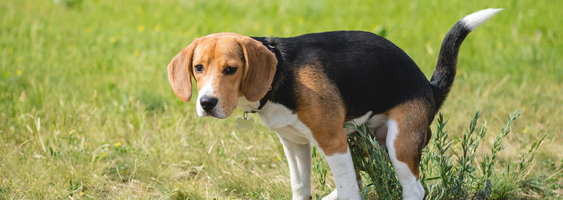 Noah Jigsaw Puzzle Colorful houses, widows and doors in the old town of Nicosia, the capital of Cyprus Panorama 1000 Pieces