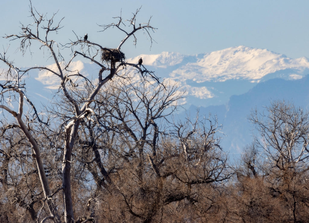 Eagle Population at Barr Lake
