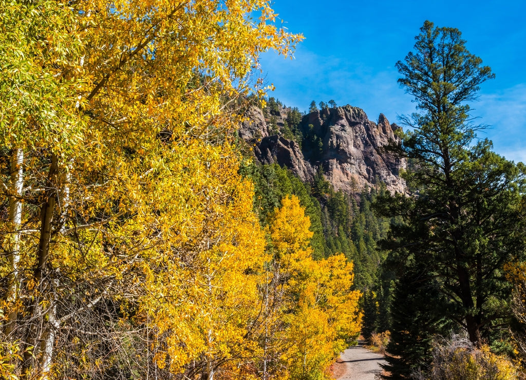 Fall Color in The South San Juan Wilderness Near Pagosa Springs , Colorado, USA