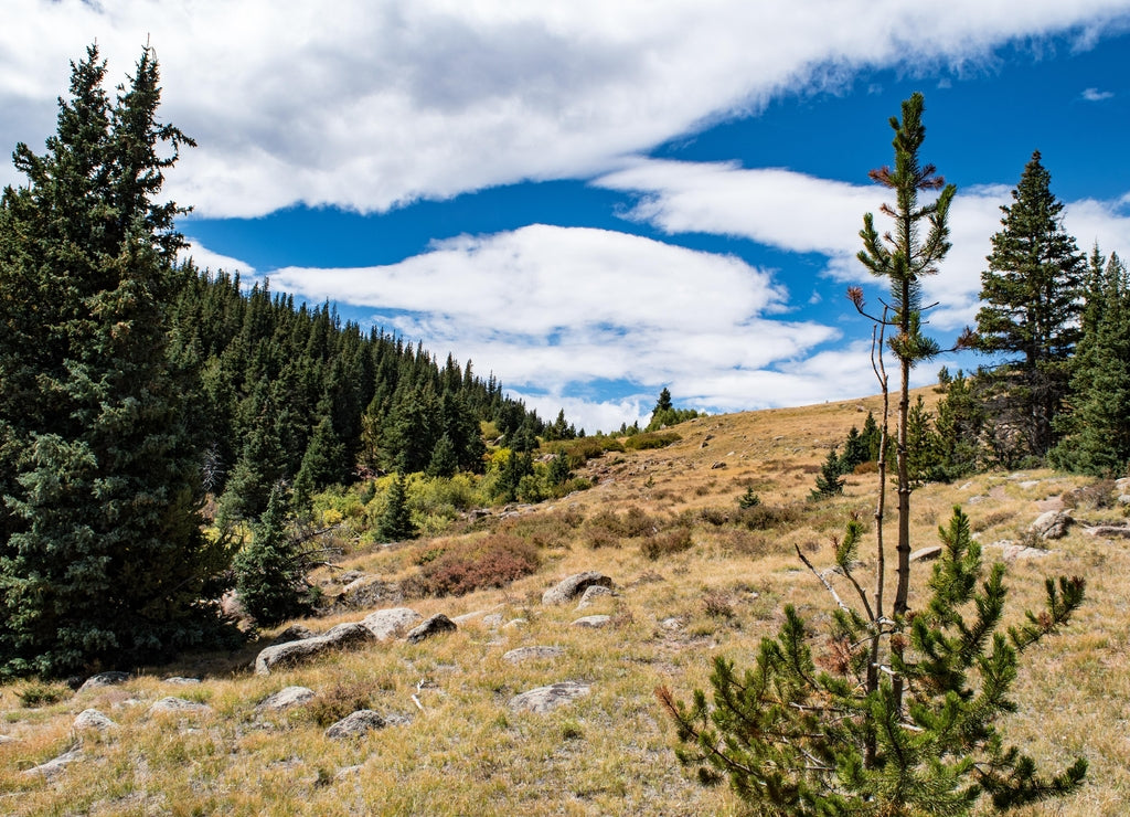 Buffalo Peaks Wilderness Area, Colorado
