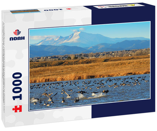 Canada geese landing and in the water at stearns lake in winter with a long's peak back drop in boulder county, near Broomfield, Colorado