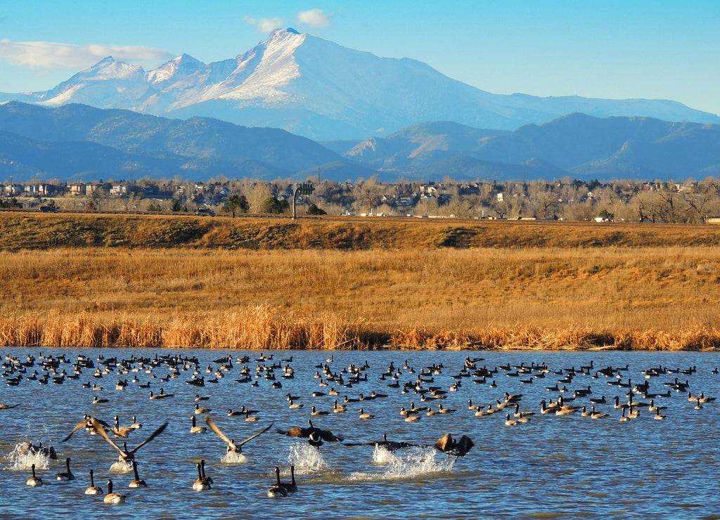 Canada geese landing and in the water at stearns lake in winter with a long's peak back drop in boulder county, near Broomfield, Colorado